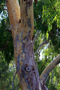 İsrail 'in kuzeyindeki bir şehir parkında eski ağaç gövdeleri 
