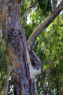 İsrail 'in kuzeyindeki bir şehir parkında eski ağaç gövdeleri 