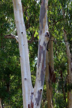 İsrail 'in kuzeyindeki bir şehir parkında eski ağaç gövdeleri 