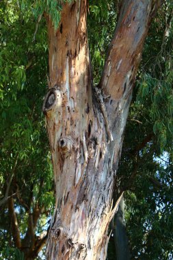 İsrail 'in kuzeyindeki bir şehir parkında eski ağaç gövdeleri 