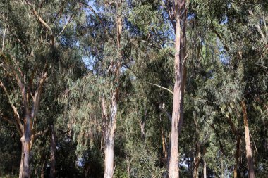 İsrail 'in kuzeyindeki bir şehir parkında eski ağaç gövdeleri 