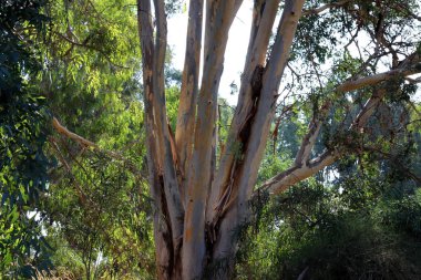 İsrail 'in kuzeyindeki bir şehir parkında eski ağaç gövdeleri 