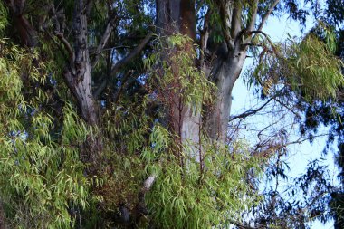 İsrail 'in kuzeyindeki bir şehir parkında eski ağaç gövdeleri 