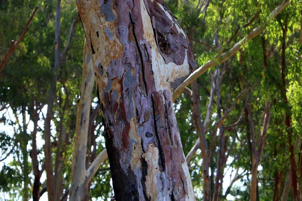 Troncs Vieux Arbres Dans Parc Ville Dans Nord Israël — Photo