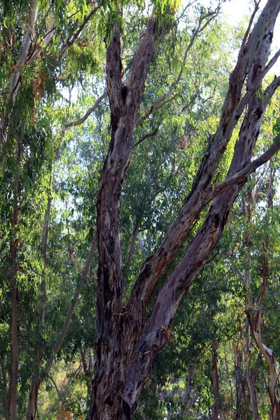 Stämme Alter Bäume Einem Stadtpark Norden Israels — Stockfoto