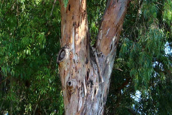 İsrail 'in kuzeyindeki bir şehir parkında eski ağaç gövdeleri 