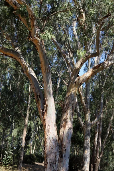 Stammen Van Oude Bomen Een Stadspark Het Noorden Van Israël — Stockfoto