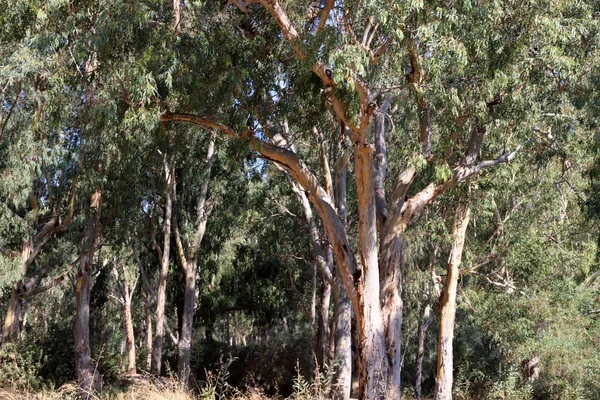 Troncos Árvores Velhas Parque Cidade Norte Israel — Fotografia de Stock