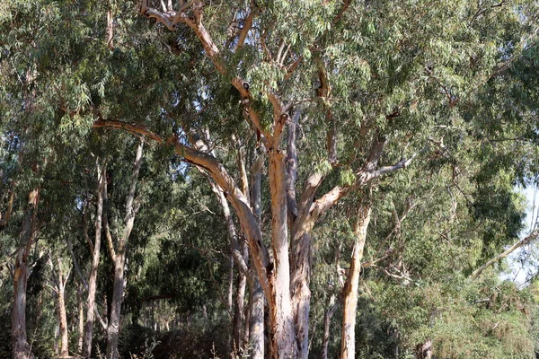 Troncos Árvores Velhas Parque Cidade Norte Israel — Fotografia de Stock