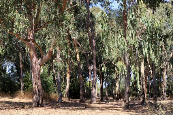 Stammar Gamla Träd Stadspark Norra Israel — Stockfoto