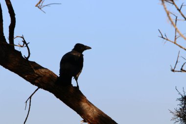 İsrail 'in kuzeyindeki bir şehir parkında eski ağaç gövdeleri 