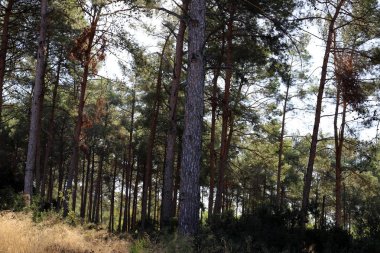 İsrail 'in kuzeyindeki bir şehir parkında eski ağaç gövdeleri 