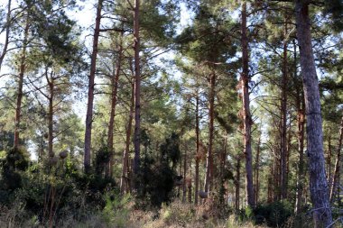İsrail 'in kuzeyindeki bir şehir parkında eski ağaç gövdeleri 