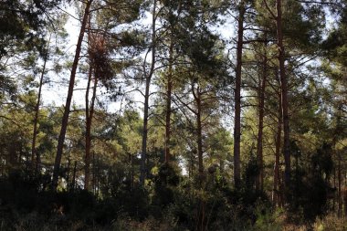 İsrail 'in kuzeyindeki bir şehir parkında eski ağaç gövdeleri 