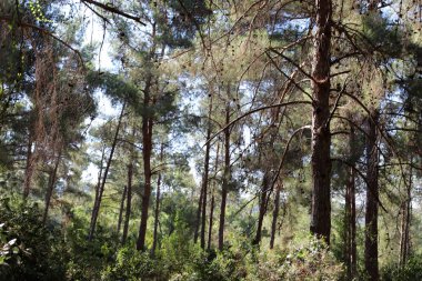 İsrail 'in kuzeyindeki bir şehir parkında eski ağaç gövdeleri 