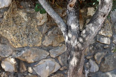 İsrail 'in kuzeyindeki bir şehir parkında eski ağaç gövdeleri 