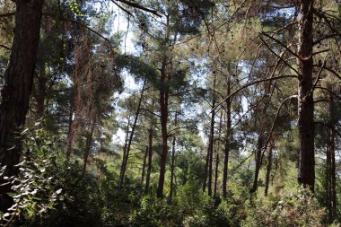 İsrail 'in kuzeyindeki bir şehir parkında eski ağaç gövdeleri 