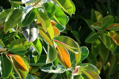 İsrail 'in kuzeyindeki bir parkta büyük ve dikenli bir kaktüs yetişti. 