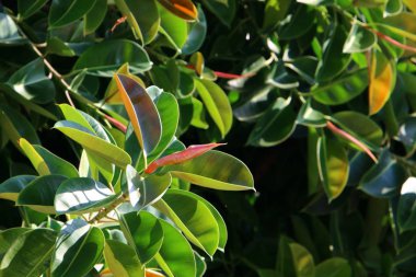 İsrail 'in kuzeyindeki bir parkta büyük ve dikenli bir kaktüs yetişti. 