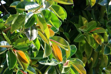 İsrail 'in kuzeyindeki bir parkta büyük ve dikenli bir kaktüs yetişti. 