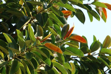 İsrail 'in kuzeyindeki bir parkta büyük ve dikenli bir kaktüs yetişti. 