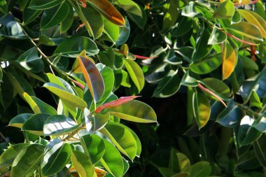 İsrail 'in kuzeyindeki bir parkta büyük ve dikenli bir kaktüs yetişti. 