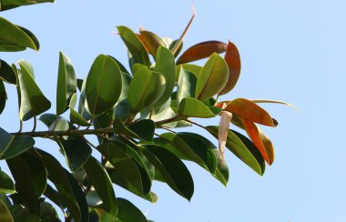 İsrail 'in kuzeyindeki bir parkta büyük ve dikenli bir kaktüs yetişti. 