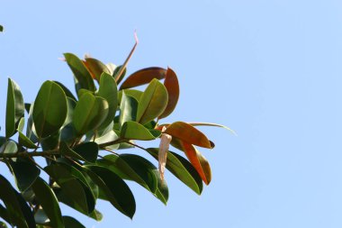İsrail 'in kuzeyindeki bir parkta büyük ve dikenli bir kaktüs yetişti. 