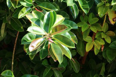 İsrail 'in kuzeyindeki bir parkta büyük ve dikenli bir kaktüs yetişti. 