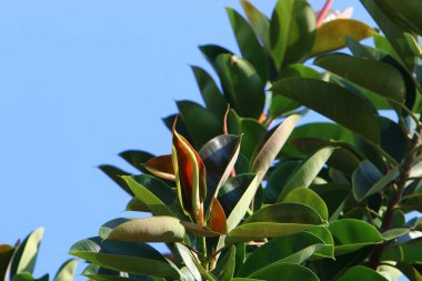 İsrail 'in kuzeyindeki bir parkta büyük ve dikenli bir kaktüs yetişti. 