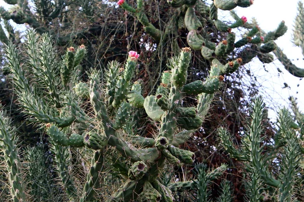Einem Park Norden Israels Ist Ein Großer Stacheliger Kaktus Gewachsen — Stockfoto