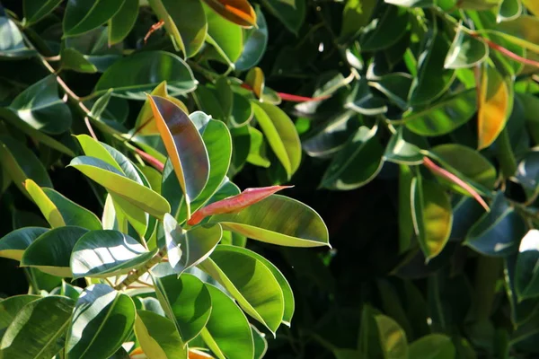 İsrail 'in kuzeyindeki bir parkta büyük ve dikenli bir kaktüs yetişti. 