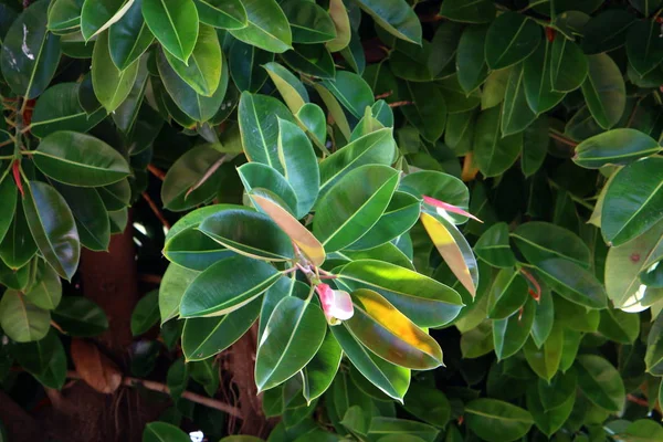 İsrail 'in kuzeyindeki bir parkta büyük ve dikenli bir kaktüs yetişti. 