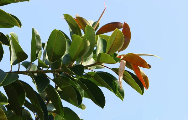İsrail 'in kuzeyindeki bir parkta büyük ve dikenli bir kaktüs yetişti. 