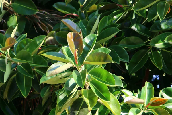 İsrail 'in kuzeyindeki bir parkta büyük ve dikenli bir kaktüs yetişti. 