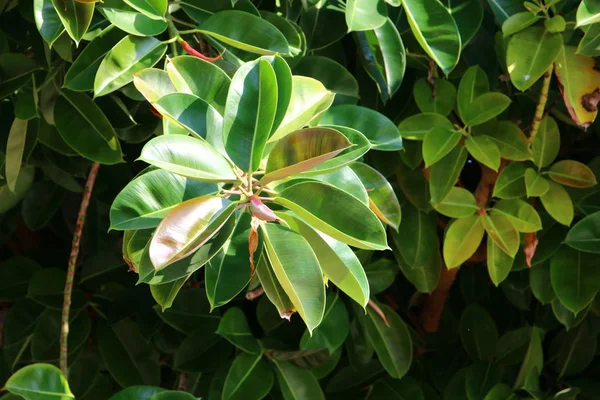 İsrail 'in kuzeyindeki bir parkta büyük ve dikenli bir kaktüs yetişti. 