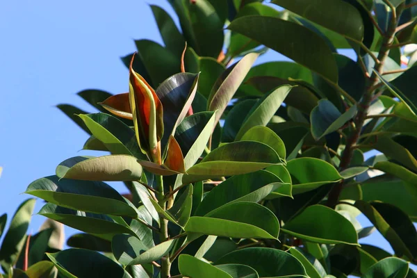 İsrail 'in kuzeyindeki bir parkta büyük ve dikenli bir kaktüs yetişti. 