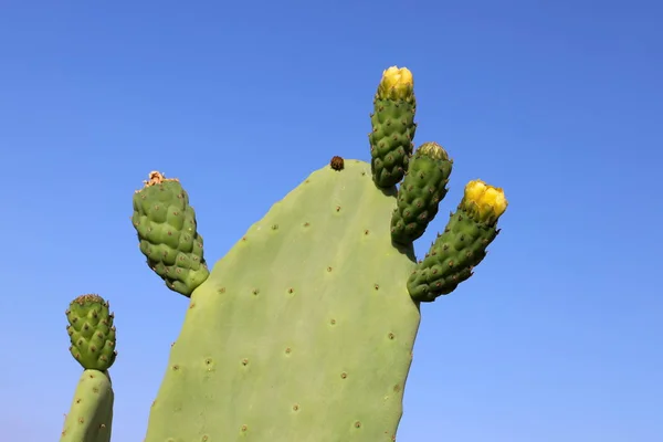 Cactus Grande Espinoso Crecido Parque Norte Israel —  Fotos de Stock