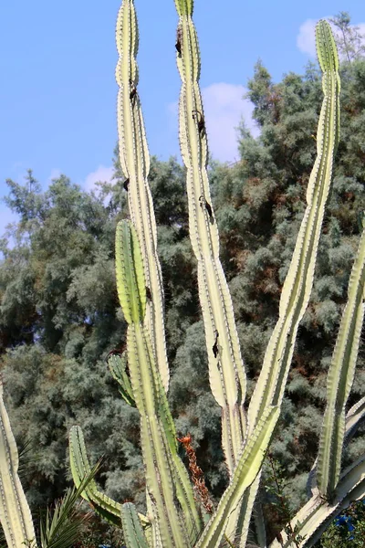 Grande Spinoso Cactus Cresciuto Parco Nel Nord Israele — Foto Stock