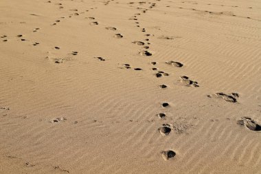 İsrail'in kuzeyinde Akdeniz kıyılarında kum ayak izleri 