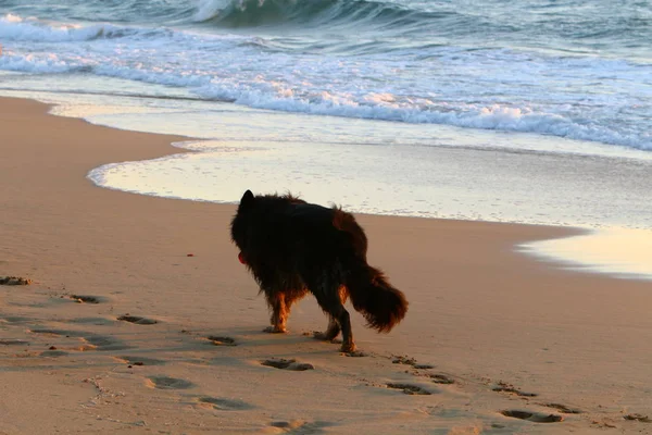 İsrail'in kuzeyinde Akdeniz kıyılarında kum ayak izleri 