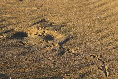 İsrail'in kuzeyinde Akdeniz kıyılarında kum ayak izleri 