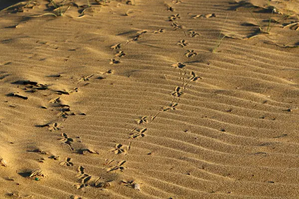 Impronte Sulla Sabbia Sulle Rive Del Mar Mediterraneo Nel Nord — Foto Stock