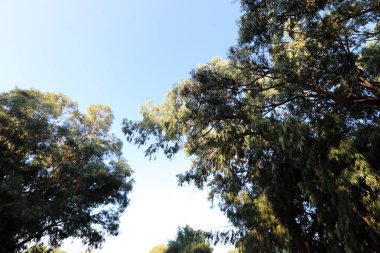 Eski ve uzun okaliptüs ağaçları İsrail 'in kuzeyindeki bir parkta yetişir. 