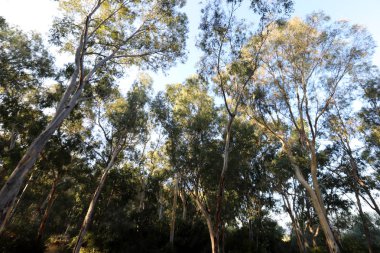 Eski ve uzun okaliptüs ağaçları İsrail 'in kuzeyindeki bir parkta yetişir. 
