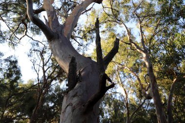 Eski ve uzun okaliptüs ağaçları İsrail 'in kuzeyindeki bir parkta yetişir. 