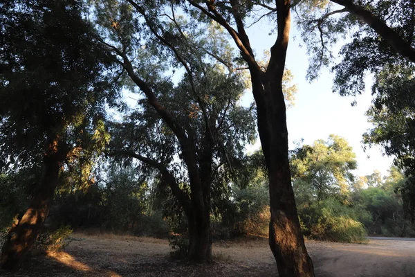 Gamla Och Höga Eukalyptusträd Växer Park Norra Israel — Stockfoto