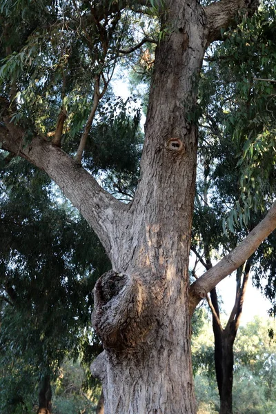 Eucaliptos Viejos Altos Crecen Parque Norte Israel — Foto de Stock