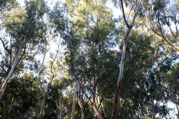 Alberi Eucalipto Vecchi Alti Crescono Parco Nel Nord Israele — Foto Stock