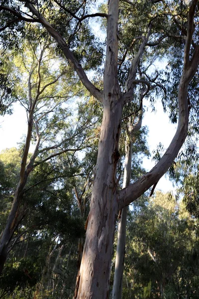 Árvores Eucalipto Velhas Altas Crescem Parque Norte Israel — Fotografia de Stock